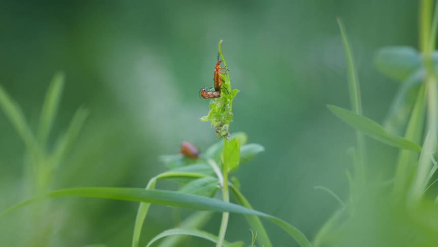 Three soldier beetles roam on a grass plant in the woods at midday