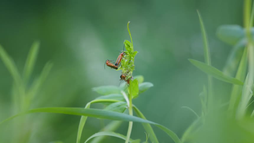 A macro shot focuses on two insects which appear to be soldier beetles mating on a green plant stem the beetles are orange with black markings