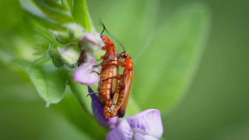 Two red soldier beetles mating on a purple flower and green leaves