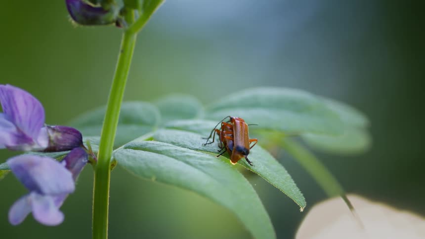 Two red soldier beetles mating on a green leaf near purple flowers