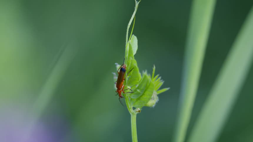 Red insect climbs down the budding top of a plant on a summer day