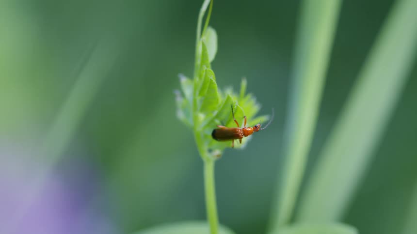 A small brown beetle walking on a leaf of a small green plant