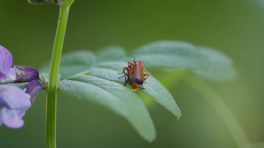 Two bugs copulating on a plant leaf