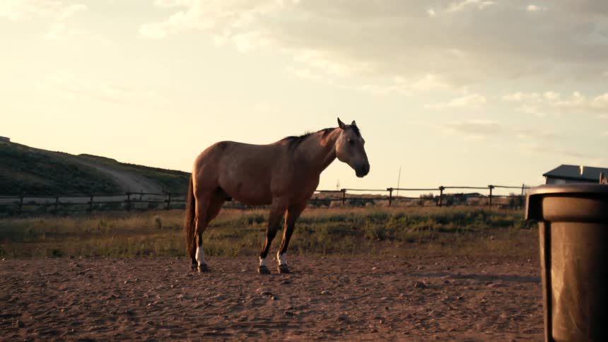 A brown horse stands in a dusty paddock at sunset