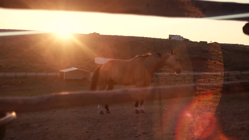 Horse in a wooden corral at sunset with lens flares