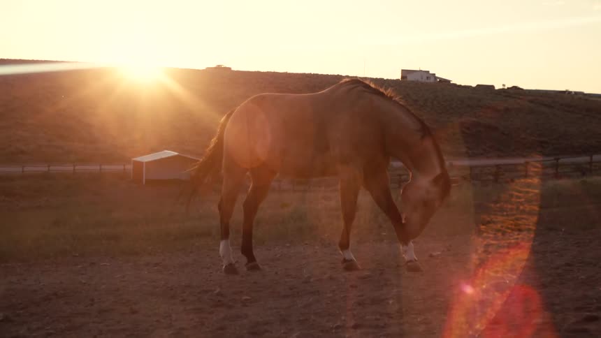 A colt roams in a ranch at sunset