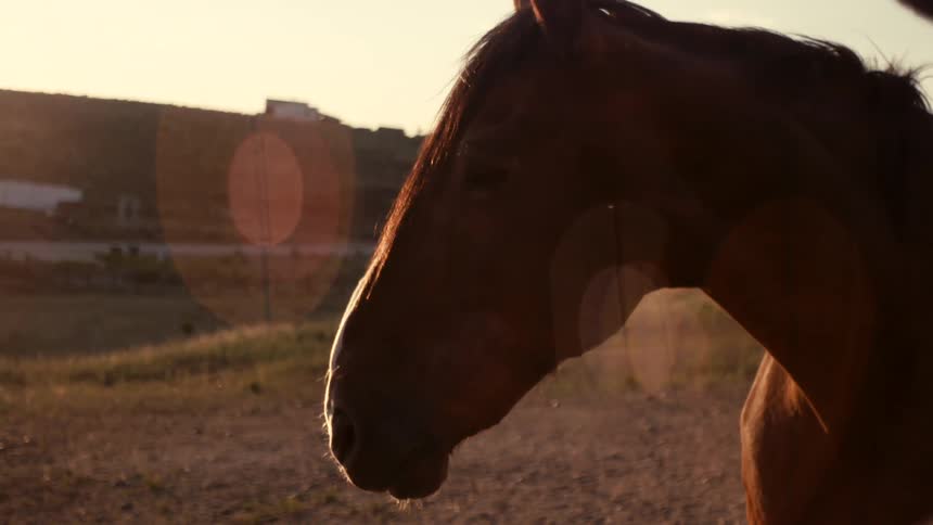 Closeup of a brown horse standing on farmland at sunrise