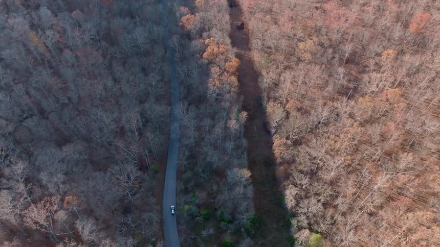 Car driving on a narrow road surrounded by a forest of dry trees seen from above