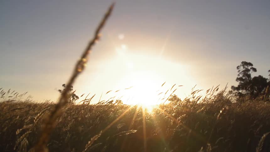 Sun rising over a large field