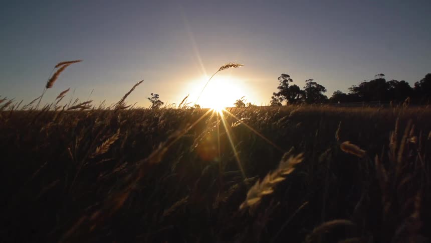 Sun setting over a field