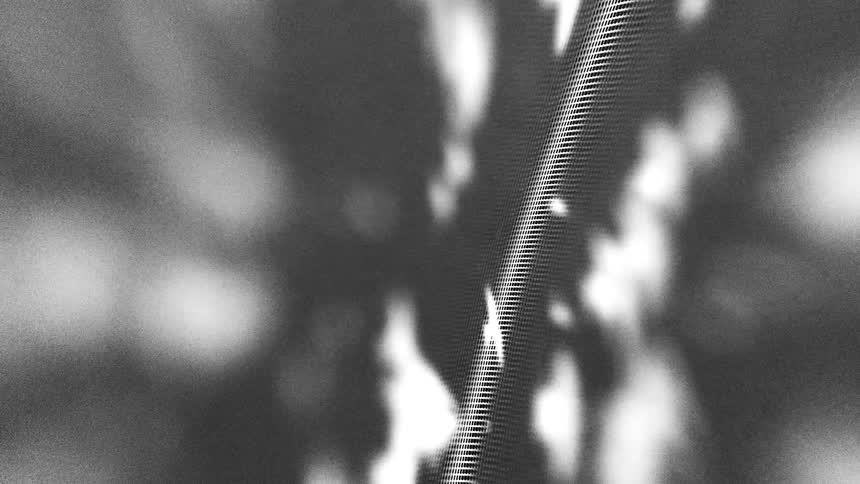 White birdlike silhouettes blur across a dark abstract blackandwhite background