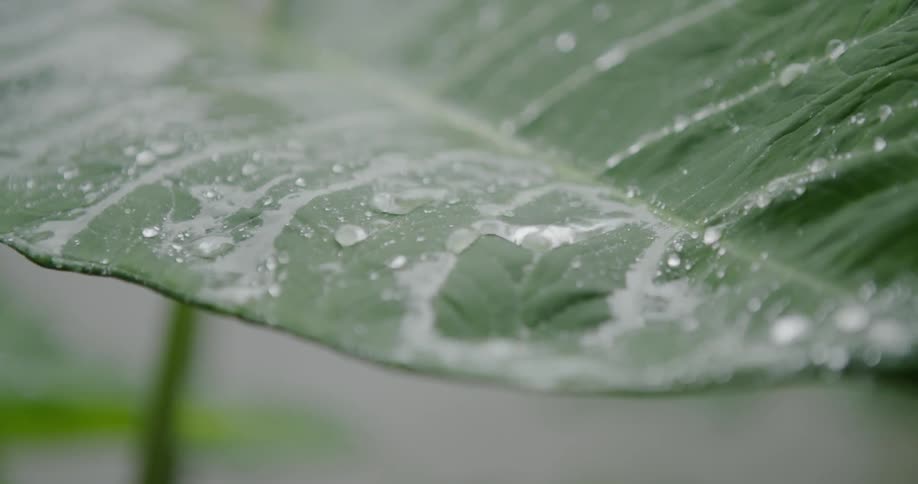 Rain falls on a leaf