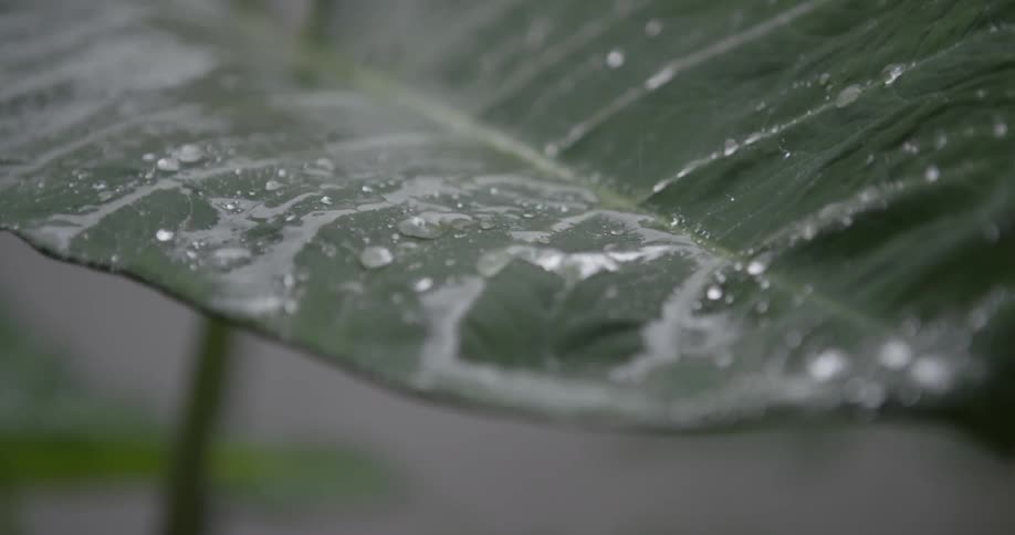 Rain falls on a large green leaf