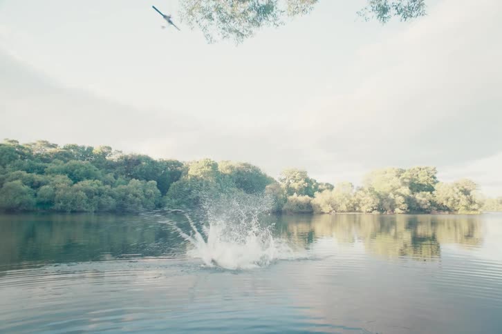 A person swinging on a rope from a large tree and splashing into the water below with lush greenery surrounding the lake