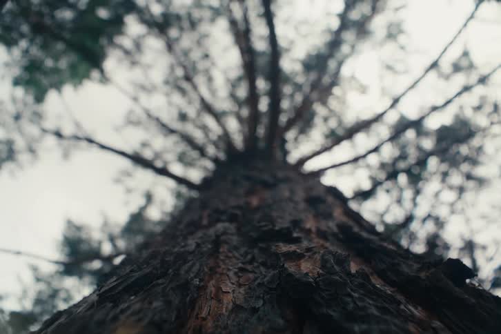 View up a tree trunk