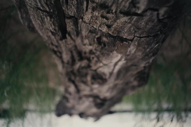Fallen tree trunk on the ground with rough texture in focus
