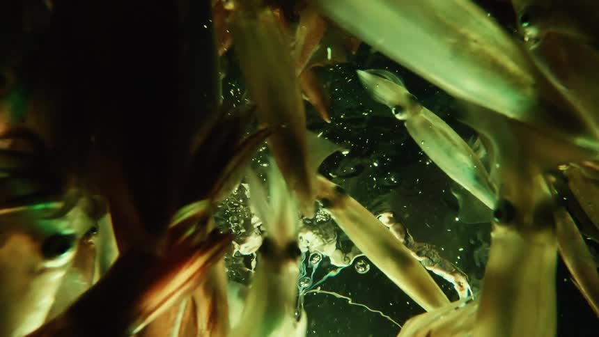 A swarm of squids swimming underwater
