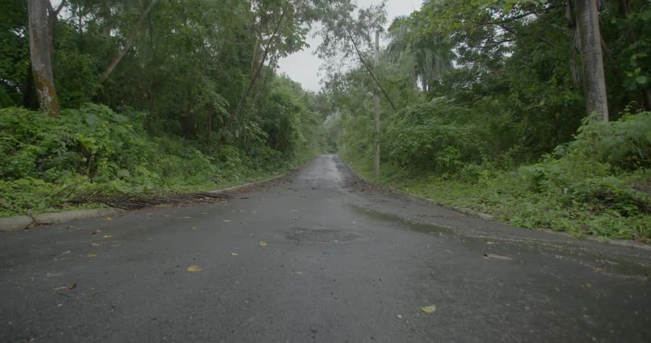 A wet forest road