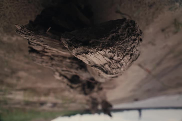 A long decaying piece of wood with a blurry background showing a flat lane