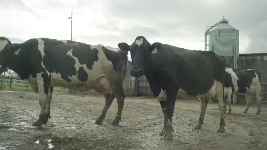 A black and white cow with a green ear tag stands in the muddy foreground facing the camera while other cows and a large silo are visible in the background under an overcast sky