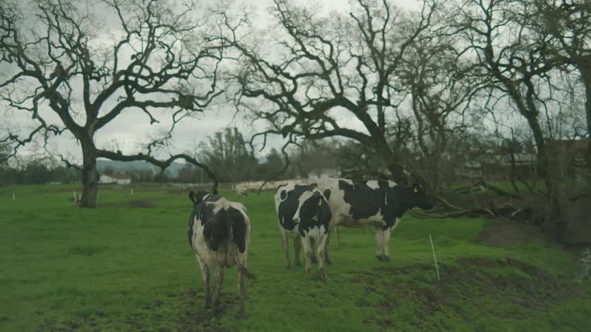 A herd of cattle grazes on a grassland surrounded by leafless trees at midday