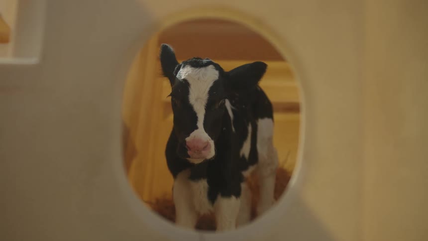 A young black and white calf stands inside a small enclosure seen through a circular opening