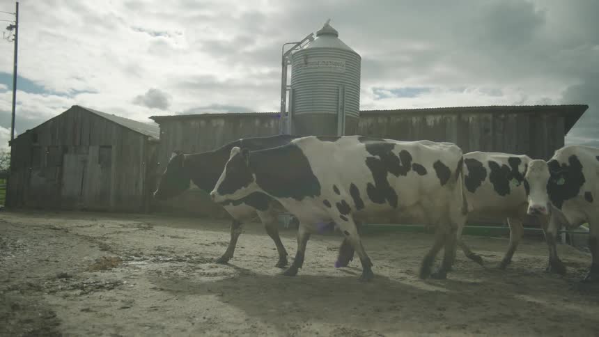 Cows walk near a barn and metal feed silo under a cloudy sky