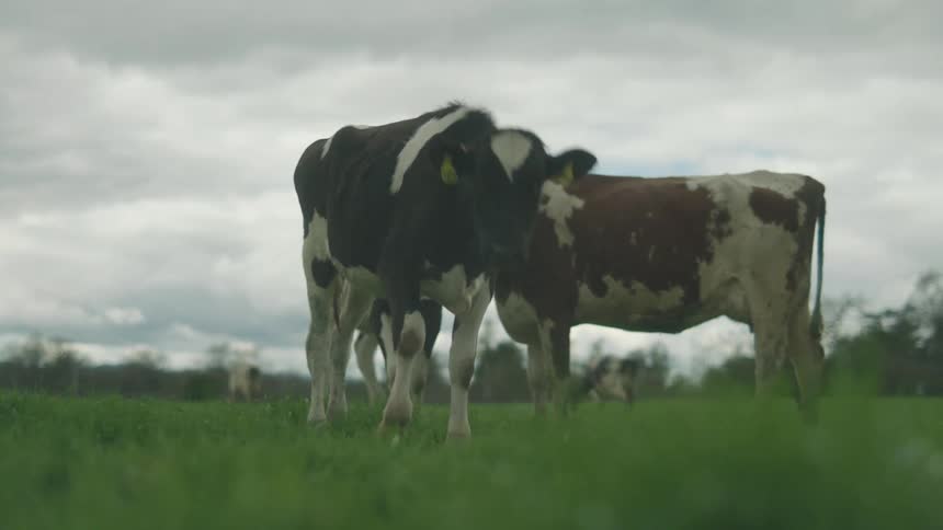 Three dairy cows stand in a grassy field under a cloudy sky