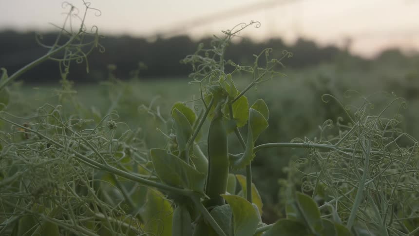 Closeup of pea plants growing in a field at dusk