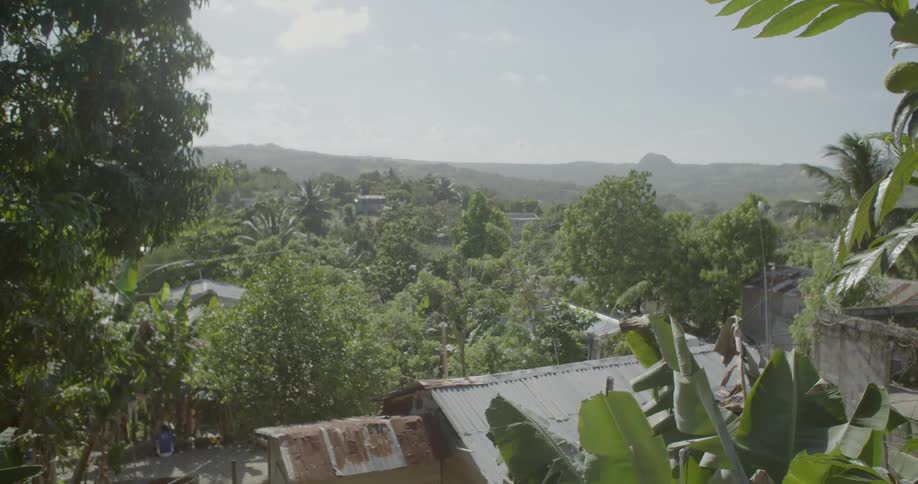 Tropical trees sway in the breeze over rooftops