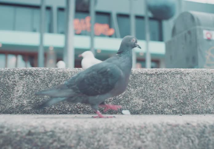 Pigeon in motion climbing a concrete step