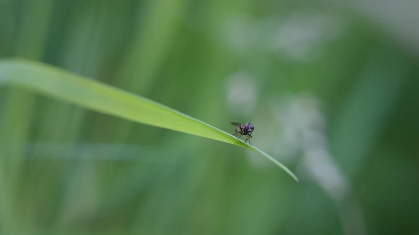 A close view of a fly with a blue and purple body and reddish eyes is shown resting on a single green blade of grass