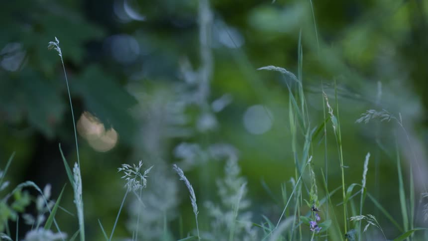 Undergrowth with trees in the background