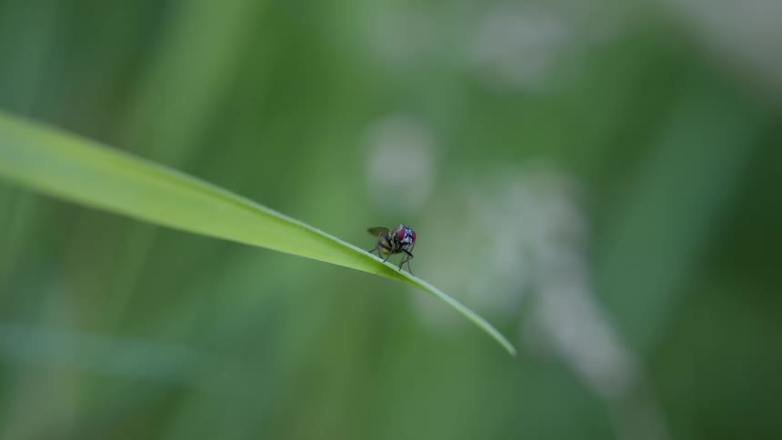 Fly perched on the tip of a green leaf against a blurred background
