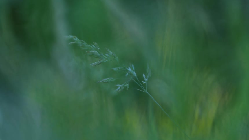 A closeup of a single green grass stem stands out sharply against a blurred background of lush greenery creating a calm and natural scene