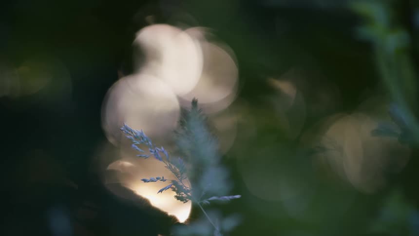Long grasses in the woods with sunlight reflecting in the background