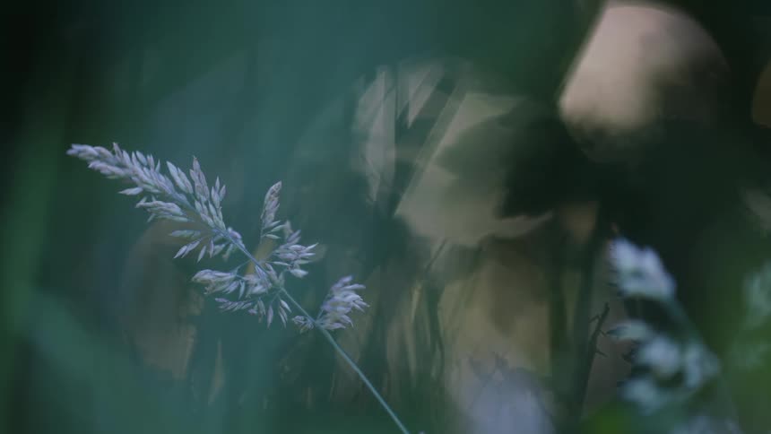Grass spikelet in the foreground with the blurred sun in the background among the vegetation