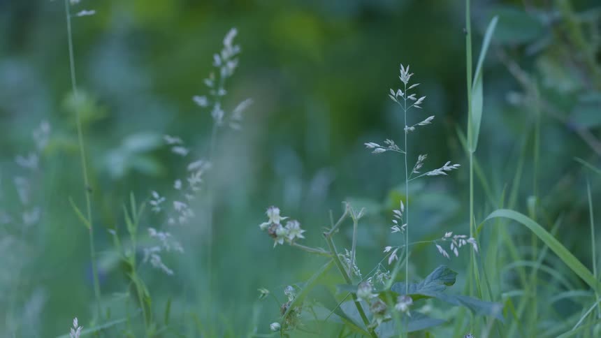 Forest undergrowth including grass in meadow