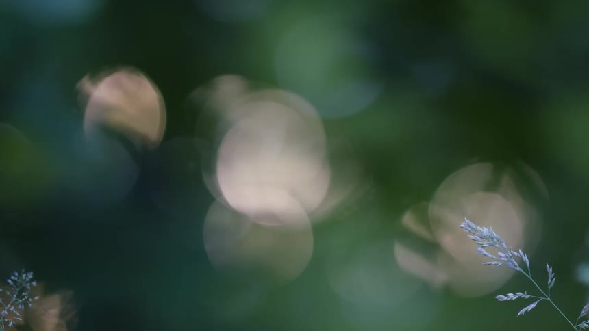 Artistic blur of circular lights among green tones with branches in the foreground