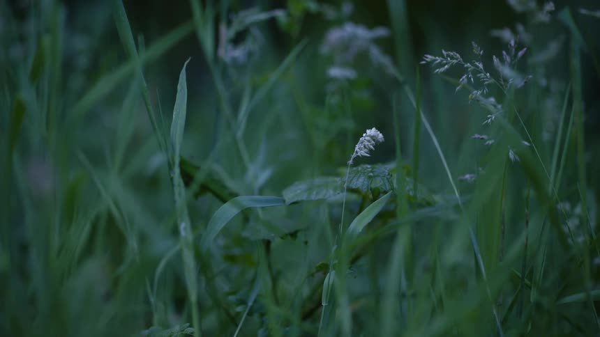 Tall green grass and wild plants sway gently in a shaded outdoor area