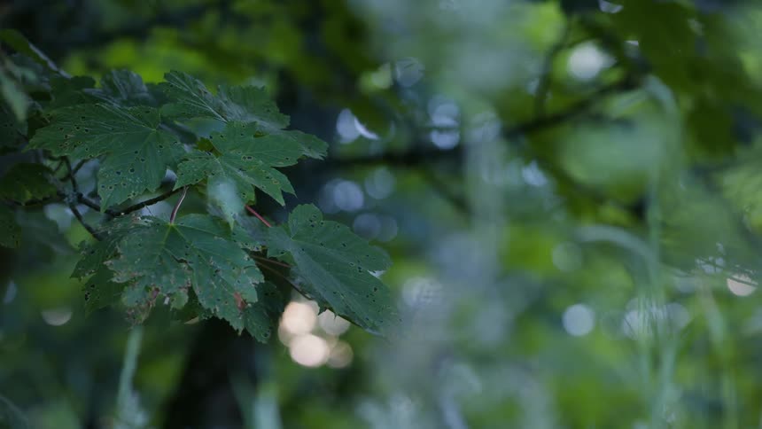 Green leaves with small marks appear on a branch against a blurred background