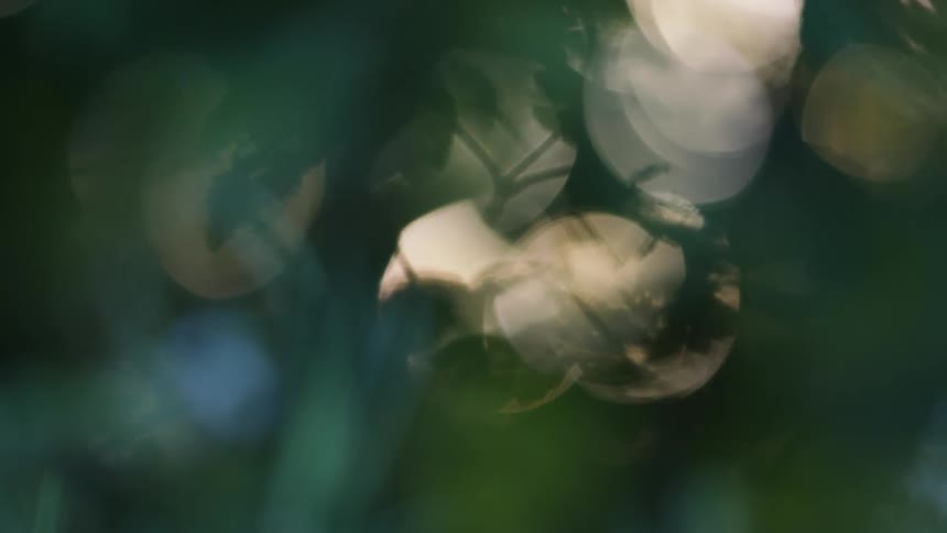 Blurry glowing sun light shining softly through dark green foliage