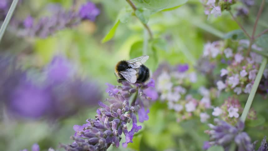 A bumblebee clings to a purple lavender flower spike gathering nectar among surrounding blossoms and green foliage
