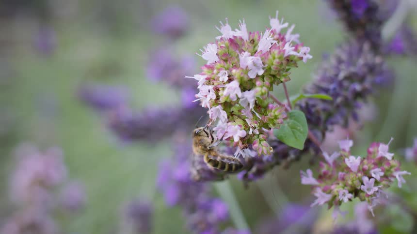 Bee on a lightcolored flower with multiple small blossoms the background is out of focus with soft green and purple tones