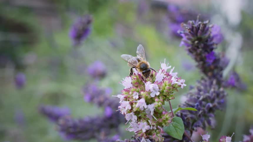A honey bee foraging on a small cluster of lightcolored flowers with a blurred background of green foliage and deep purple flowers