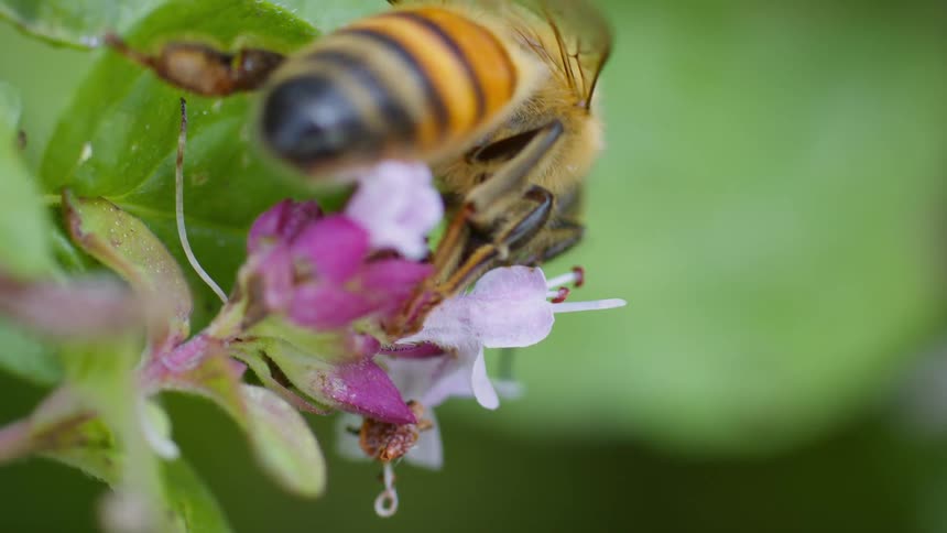 A honey bee with a distinct yellow and black striped abdomen actively crawling on a cluster of small pink and white flowers with a blurred green background