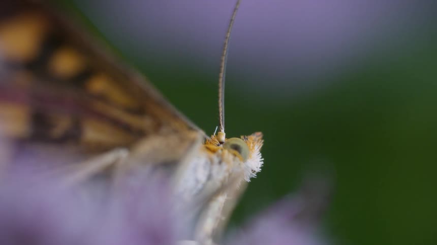 Closeup macro view of mint moth showing antenna and head details