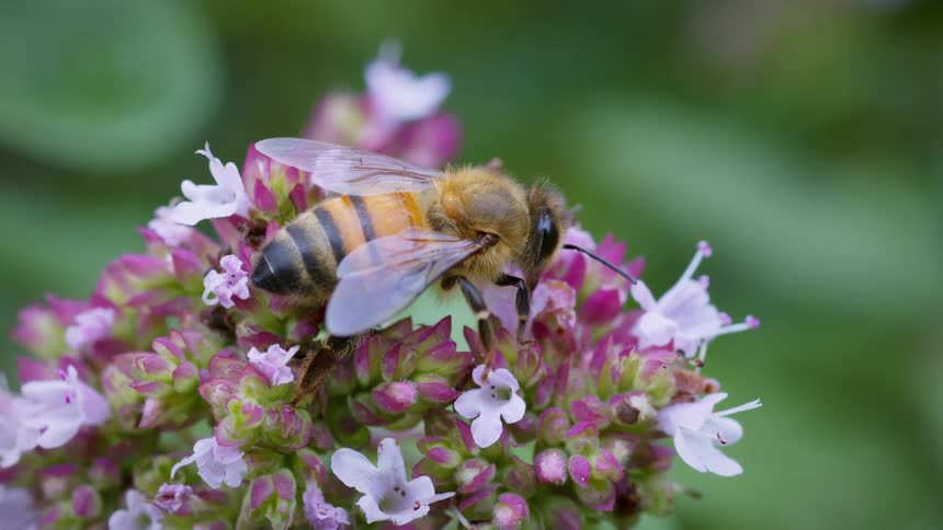 The video shows a detailed closeup of a honeybee with a yellow and black striped body the bee is perched on a cluster of small pink and white flowers and it is seen adjusting its position and cleaning its legs