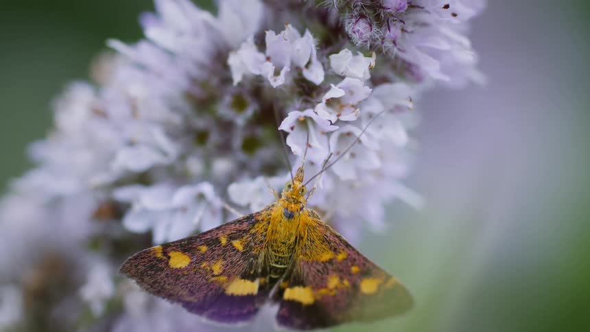 Mint moth on a white flower