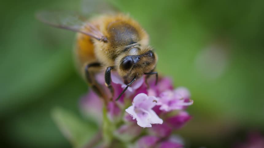 Extreme closeup of a honey bee drinking nectar from a pink flower